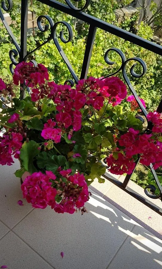 Garden Guest House Permet 0*,